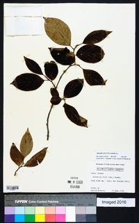 Stewartia ovata image