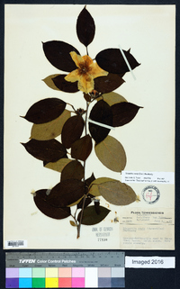 Stewartia ovata image