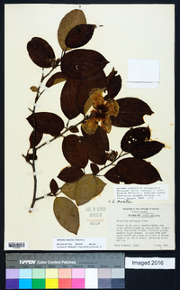 Stewartia ovata image