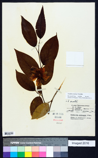 Stewartia ovata image