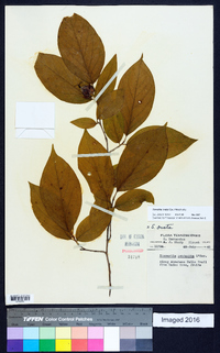 Stewartia ovata image