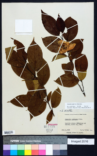 Stewartia ovata image