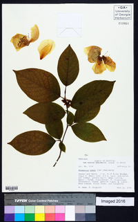 Stewartia ovata image