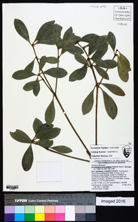 Ternstroemia gymnanthera image