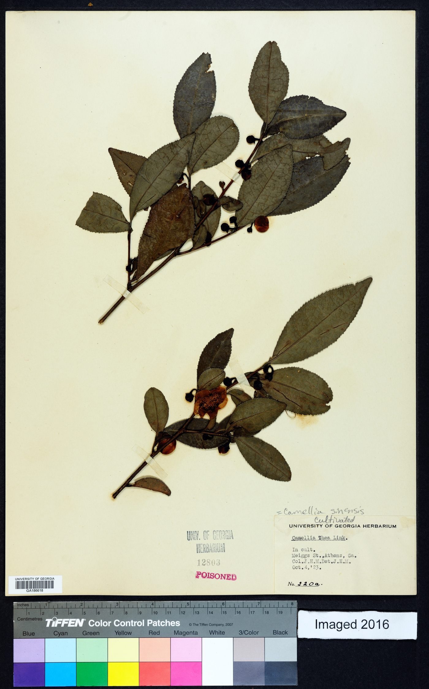 Camellia sinensis image