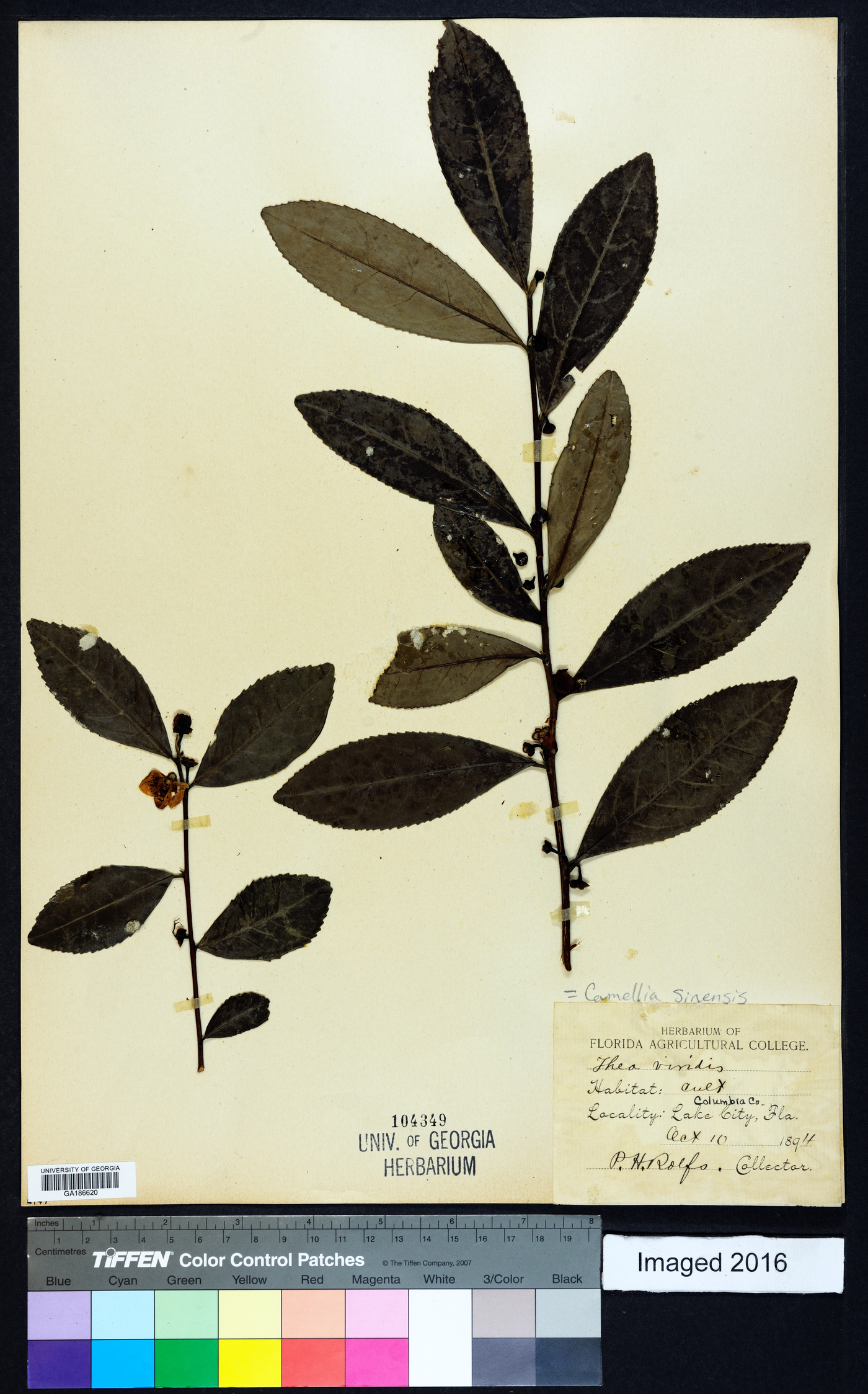 Camellia sinensis image