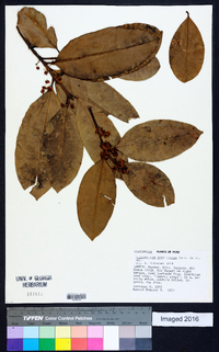 Calophyllum antillanum image