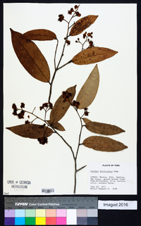 Caraipa densifolia subsp. densifolia image