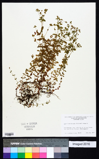 Hypericum boreale image