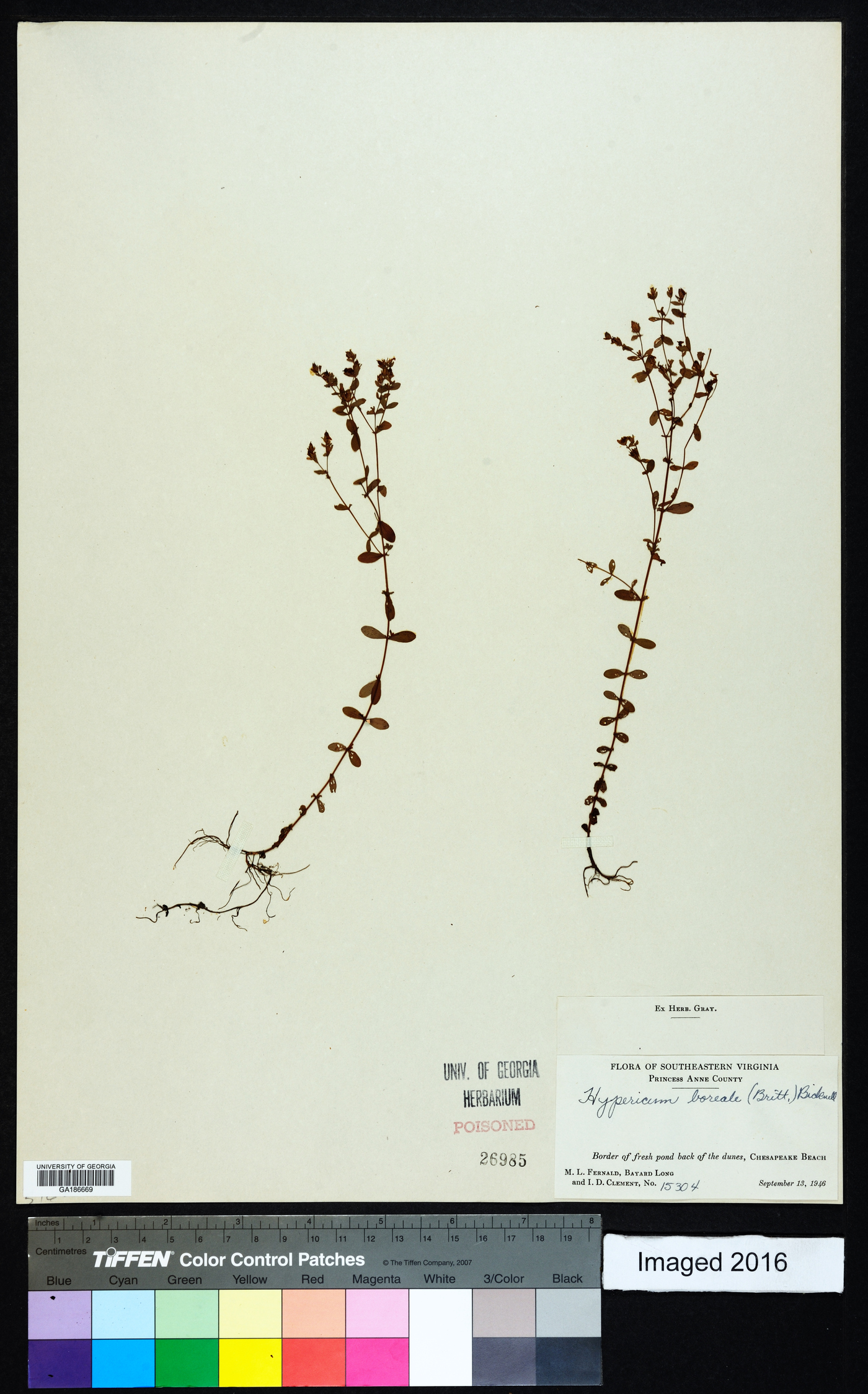 Hypericum apocynifolium image