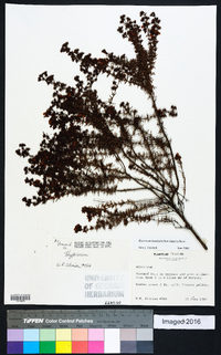 Hypericum brachyphyllum image