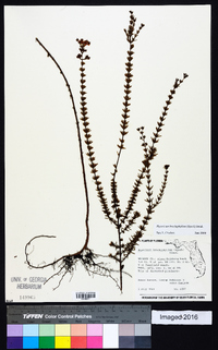 Hypericum brachyphyllum image