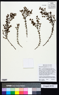 Hypericum brachyphyllum image