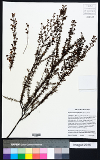 Hypericum brachyphyllum image