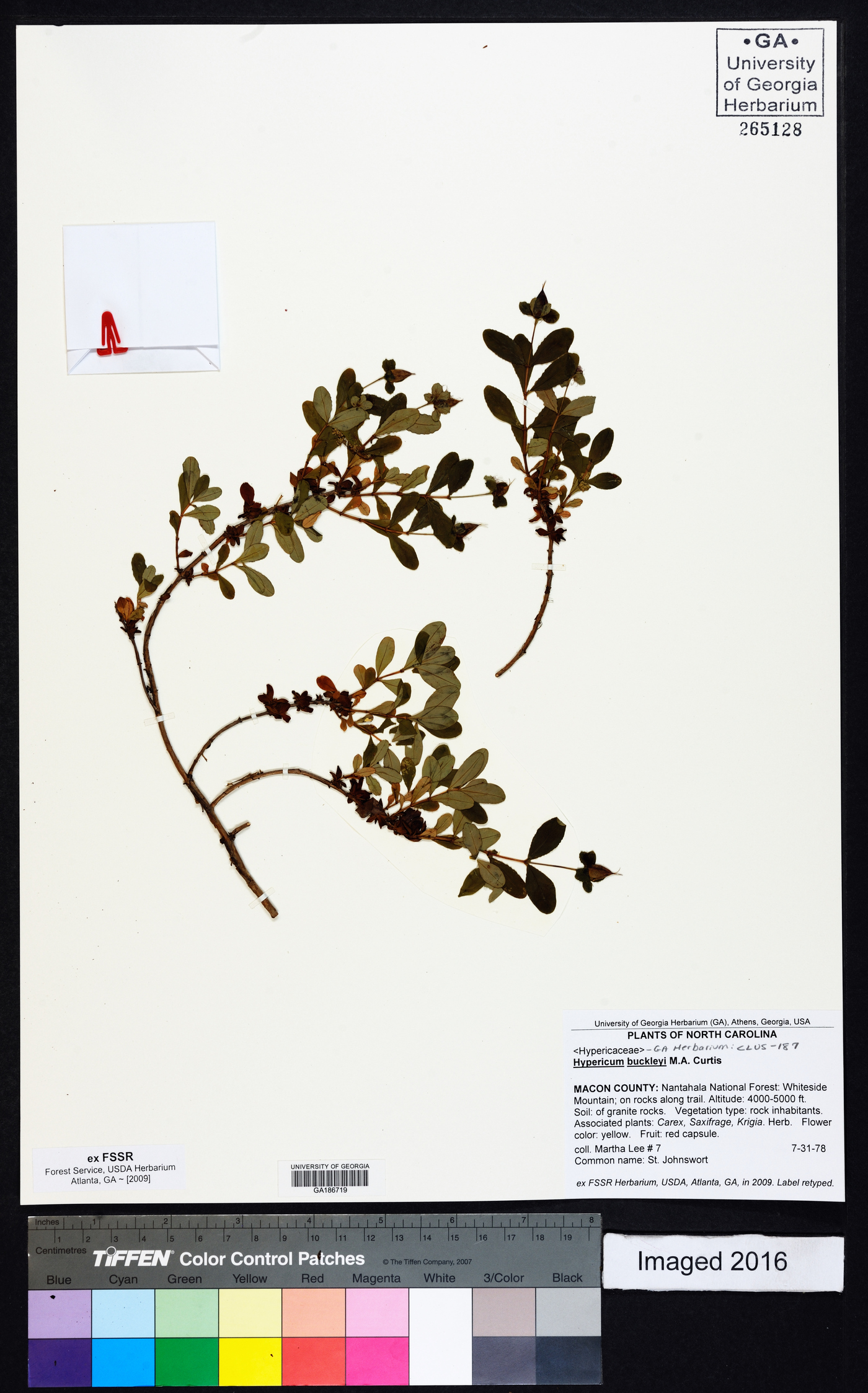 Hypericum buckleyi image