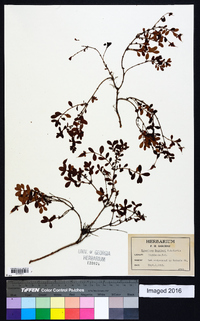 Hypericum buckleyi image