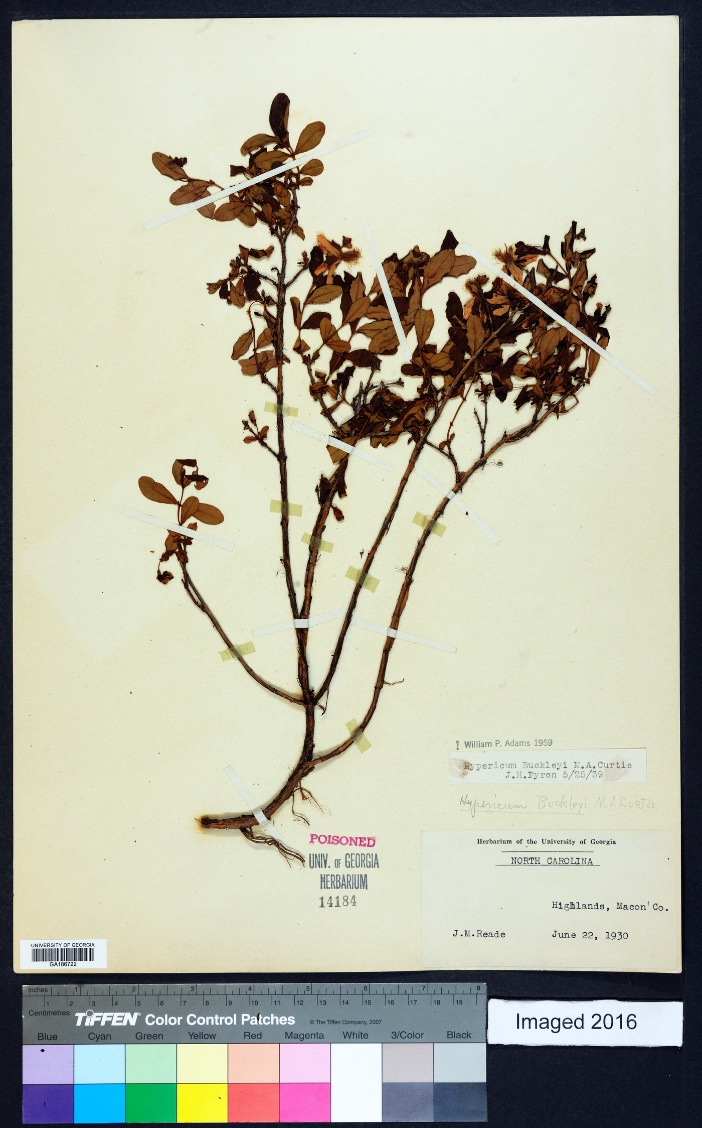 Hypericum buckleyi image