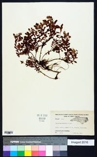 Hypericum buckleyi image