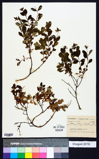 Hypericum buckleyi image