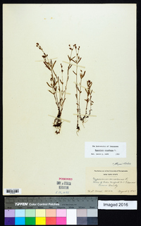 Hypericum canadense image