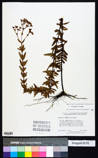 Hypericum cistifolium image