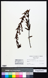 Hypericum cistifolium image