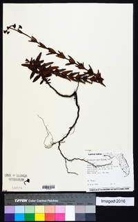 Hypericum cistifolium image