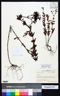 Hypericum cistifolium image