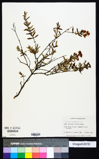 Hypericum cistifolium image