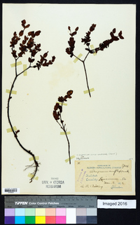 Hypericum crux-andreae image