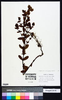 Hypericum crux-andreae image