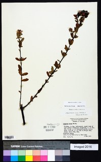 Hypericum crux-andreae image