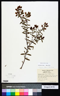 Hypericum crux-andreae image