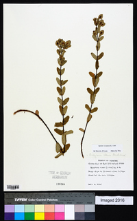 Hypericum crux-andreae image