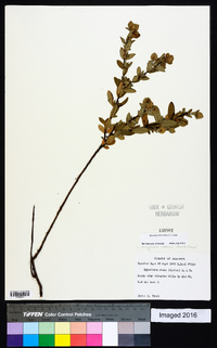 Hypericum crux-andreae image