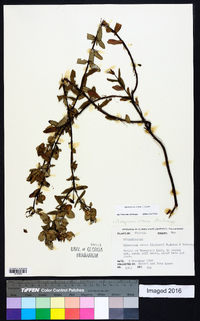 Hypericum crux-andreae image