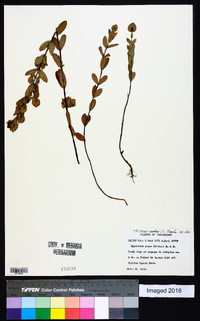 Hypericum crux-andreae image