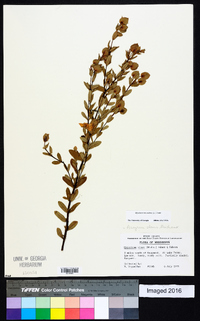 Hypericum crux-andreae image