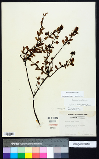 Hypericum crux-andreae image