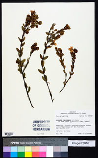 Hypericum crux-andreae image