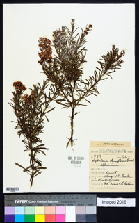 Hypericum densiflorum image