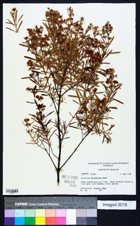 Hypericum densiflorum image