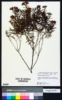 Hypericum densiflorum image