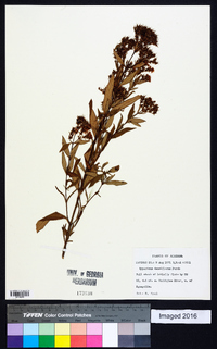 Hypericum densiflorum image