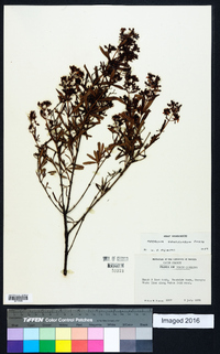 Hypericum densiflorum image