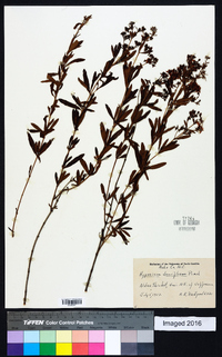 Hypericum densiflorum image