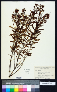 Hypericum densiflorum image