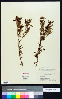 Hypericum densiflorum image