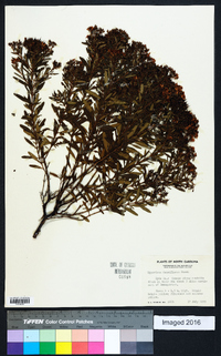 Hypericum densiflorum image