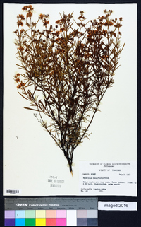 Hypericum densiflorum image